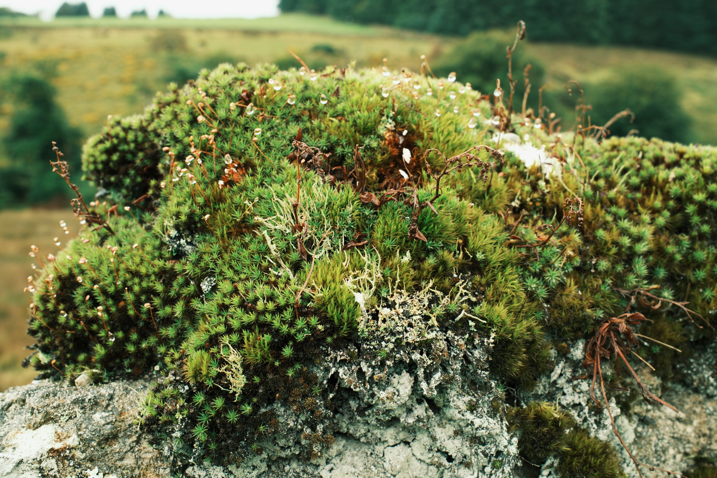 Dew rests on moss and lichen covering a rock, with green fields beyond