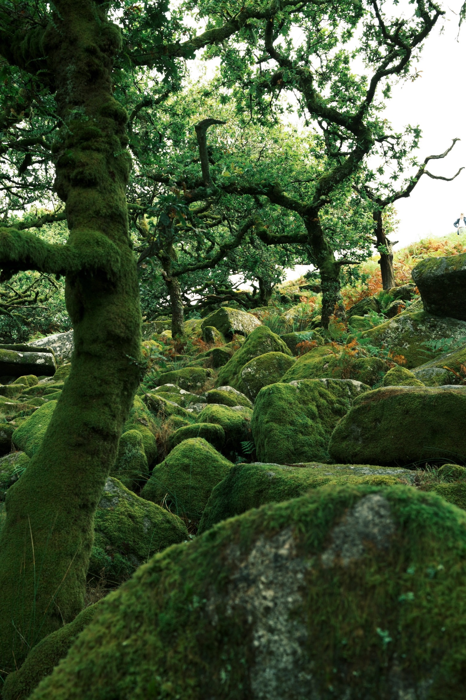 Moss-covered boulders and trees folding into one another in an ancient woodland