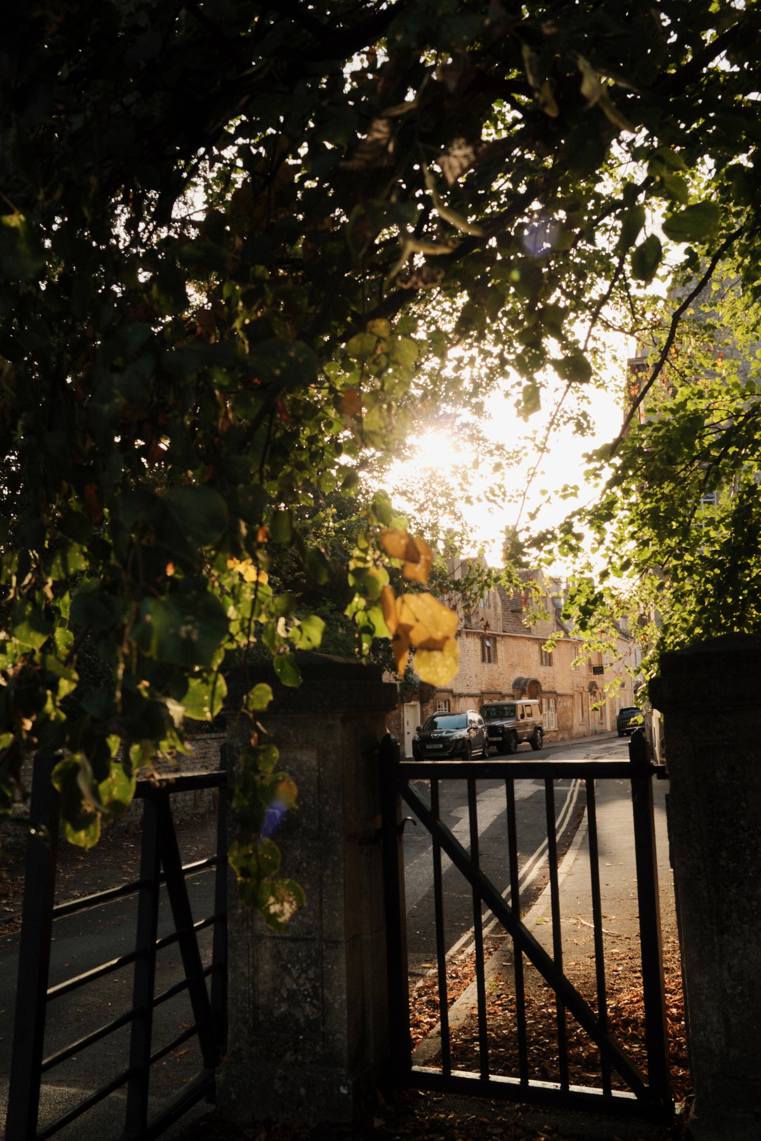 Sunlight falls through foliage above a garden gate