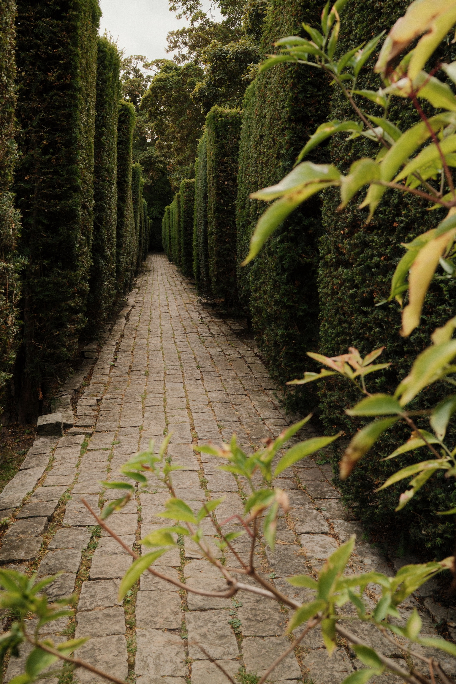 A narrow path runs between tall hedges