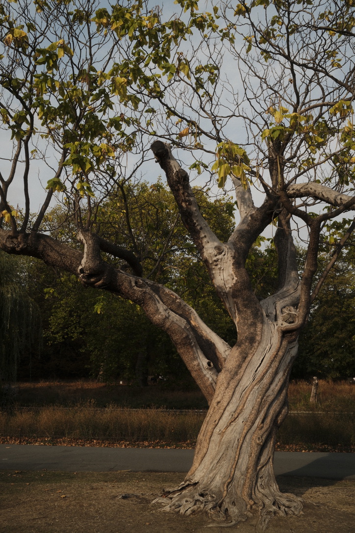 A gnarled tree beside a path, its branches spreading overhead