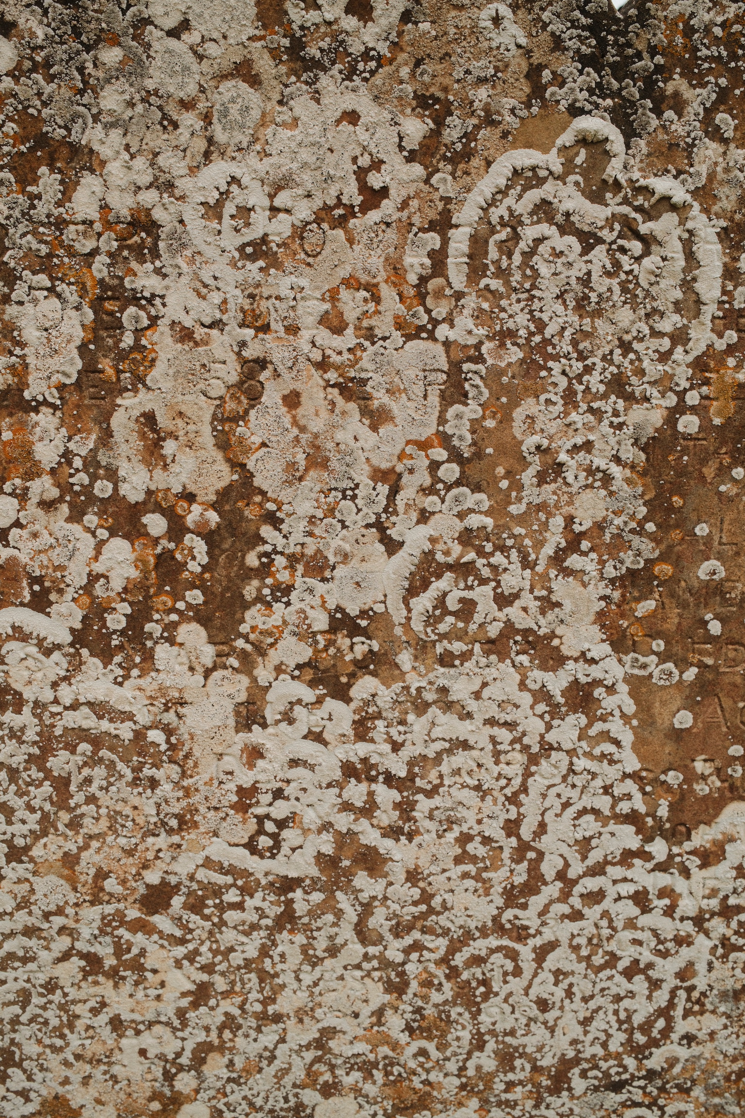 Pale lichen patterns spread across a warm stone surface