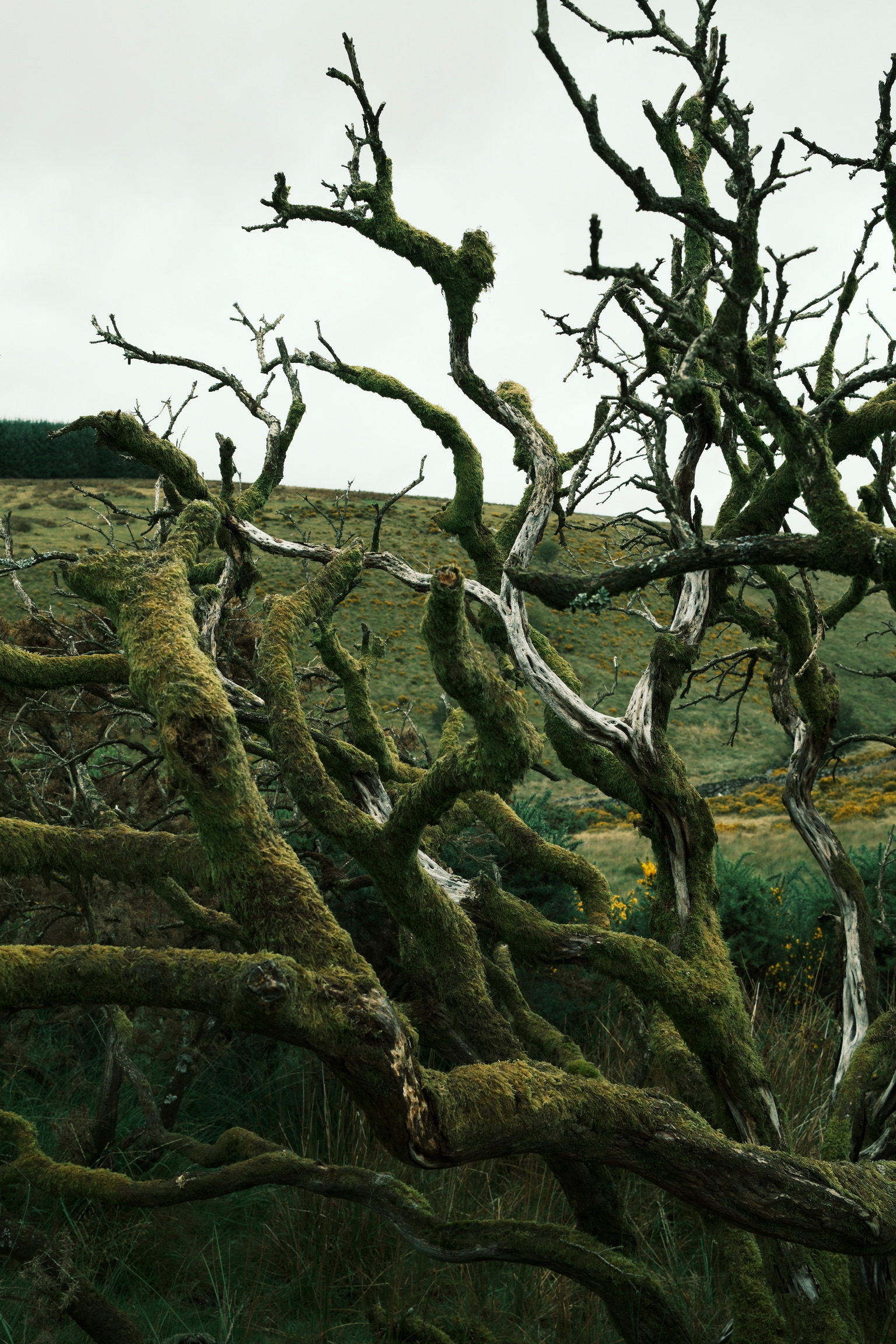 Moss-covered branches twist through a wooded landscape