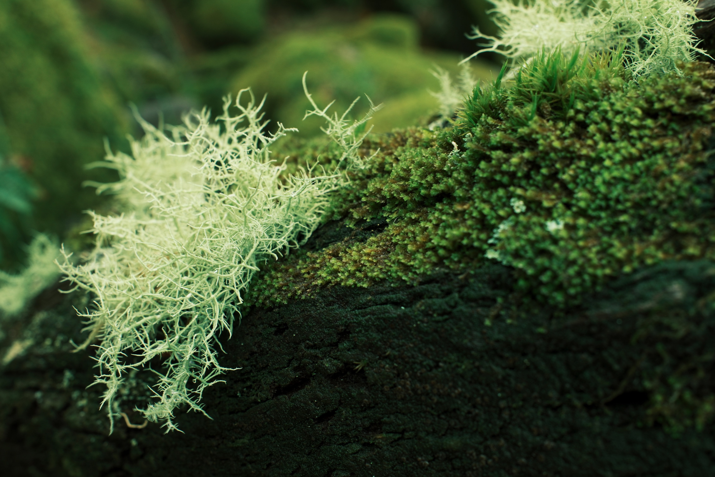 Pale branching lichen grows across a moss-covered branch