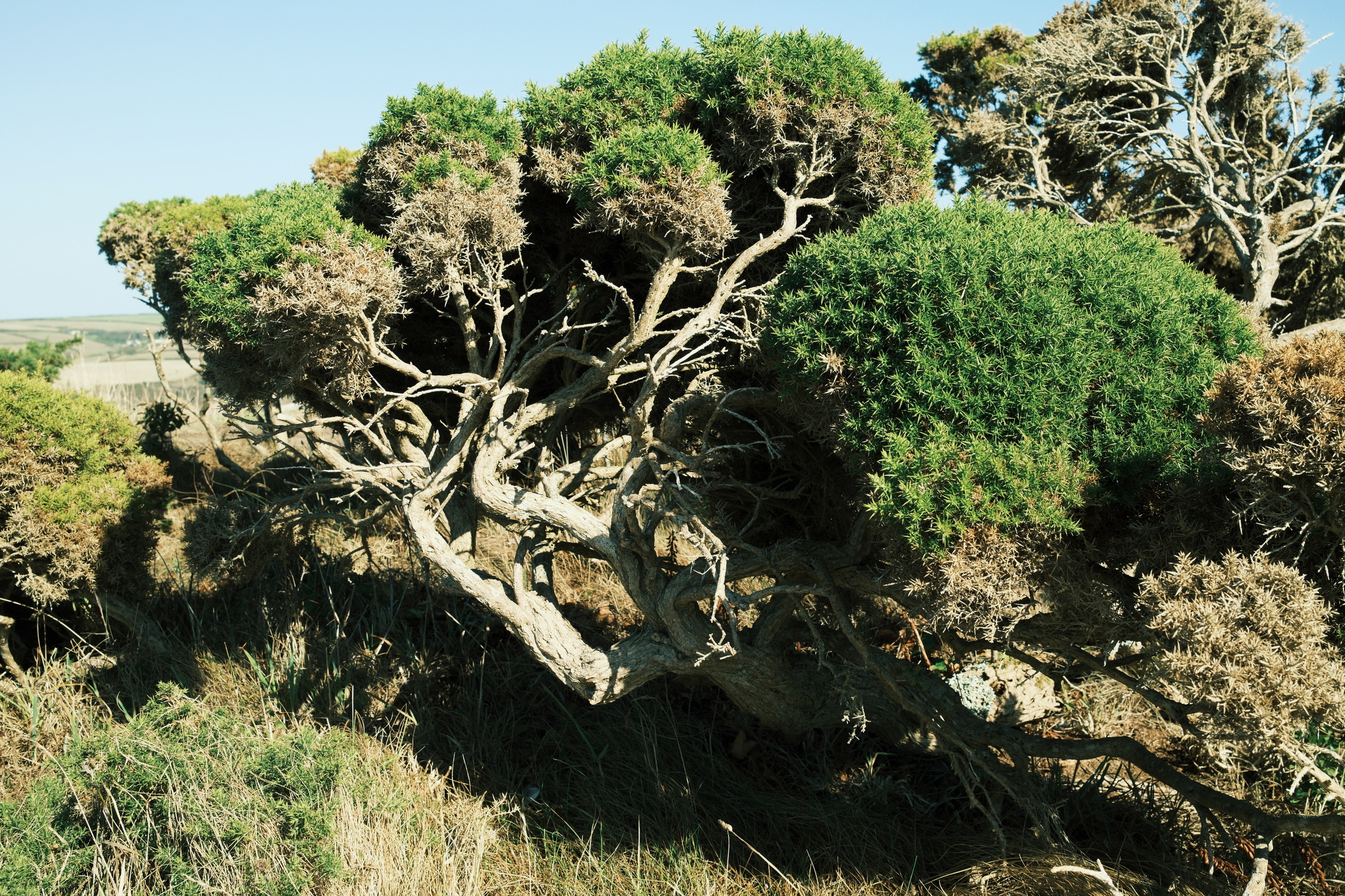 Exposed roots and green moss cover rough coastal rocks