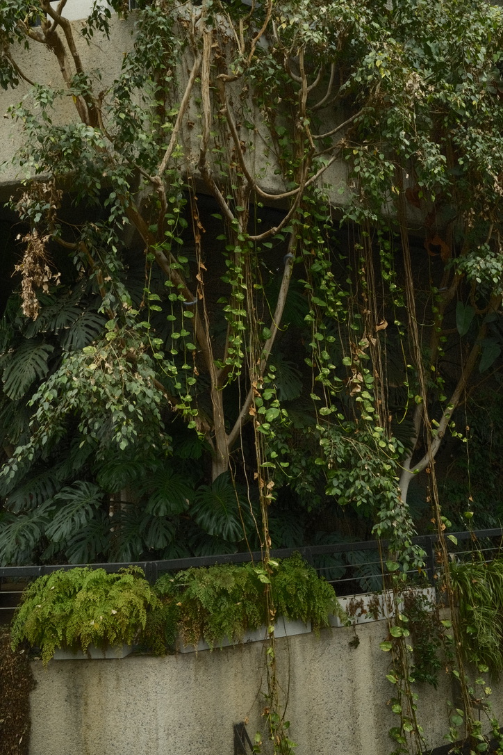 Long hanging roots and dense plants surround a concrete planter